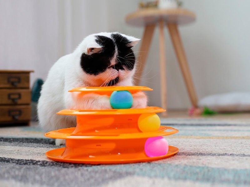 5 بازی جذاب برای کاهش استرس گربه‌ها