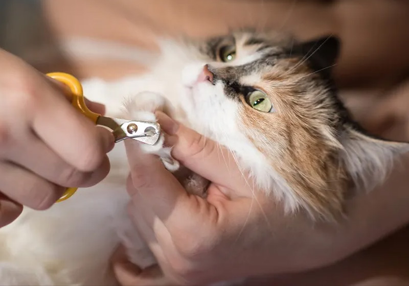 ناخن گرفتن سگ و گربه: راهنمای کامل مراقبت و سلامت حیوان خانگی