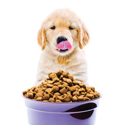 غذا و تشویقی