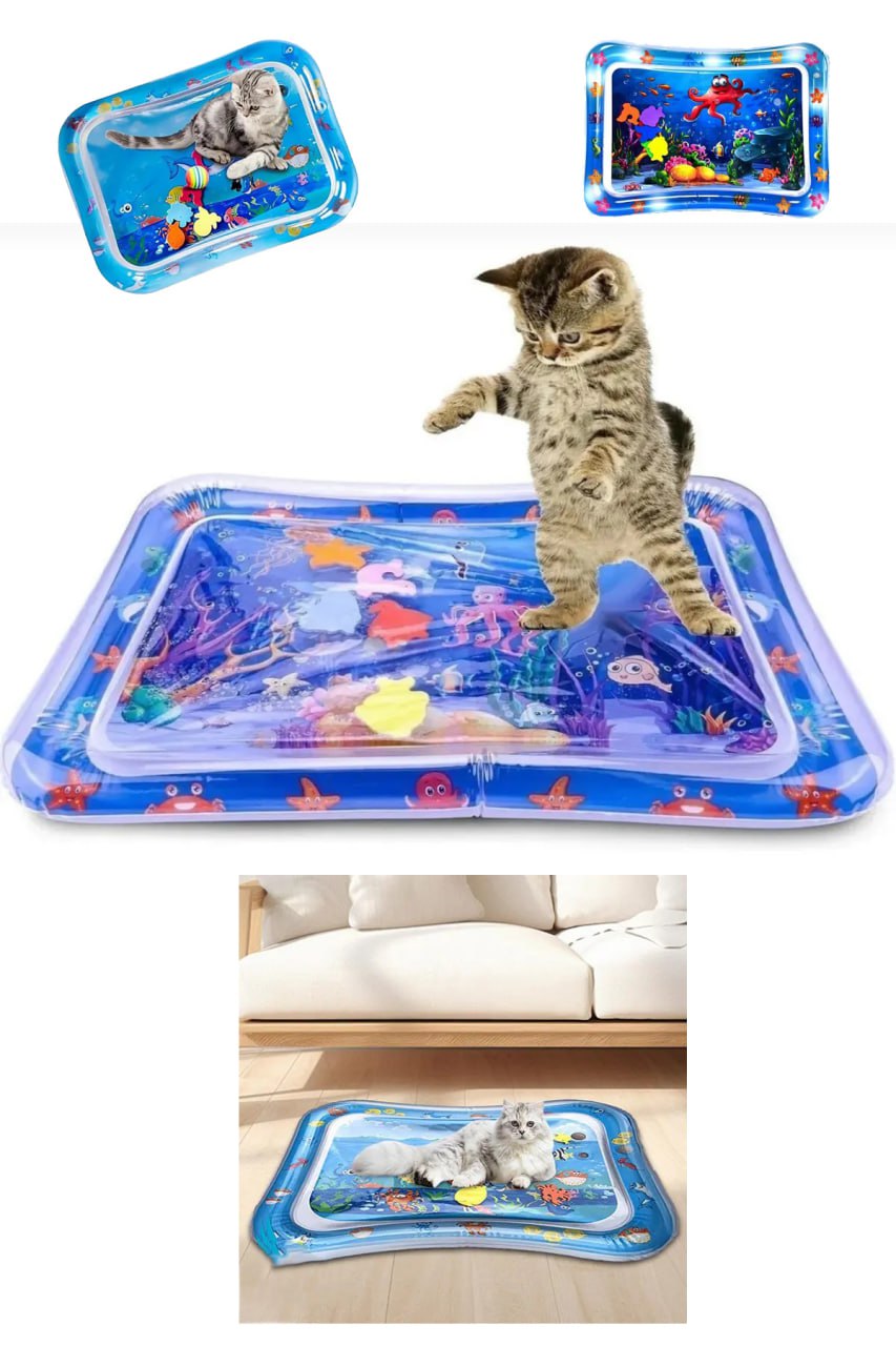 استخر بازی گربه و سگ