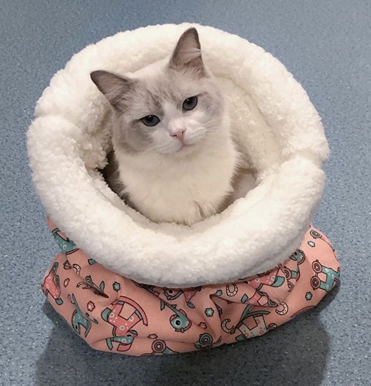 کیسه خواب سگ و گربه