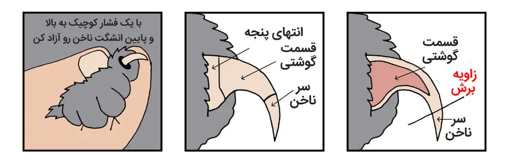 نحوه گرفتن ناخن گربه و اجزای آن